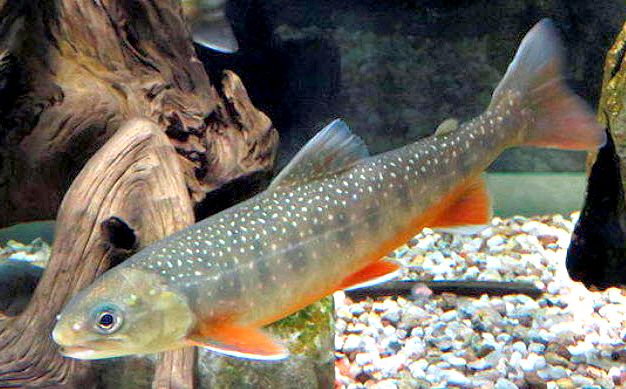Salvelinus alpinus_02.jpg